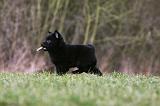 SCHIPPERKE 774